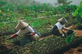 Kopi Arabika Garut Tembus Pasar Eropa dan Dubai, Pendapatan Petani Melambung Berkat Program Astra