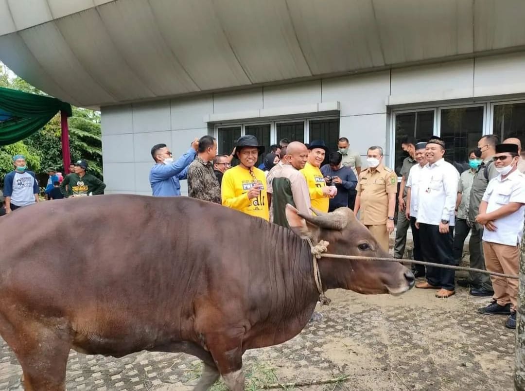 Idul Adha 1444H, PWI Riau akan Sembelih 5 Ekor Sapi