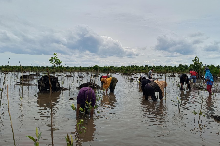 Jaga Napas Pesisir Inhil, Perempuan Adat Duanu dan BDPN Tanam 10.000 Mangrove di Tanah Merah