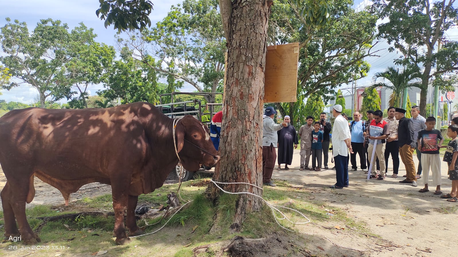 PHR Sebar 34 Ekor Sapi Kurban untuk Masyarakat di Blok Rokan, Ada 3 Sapi Jumbo!