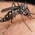 Ribuan Petani Sawit dan Karet di Inhu Diserang Wabah Chikungunya 