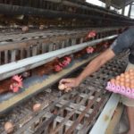 Kelompok Ternak Rokan Hilir Panen Perdana Telur Ayam