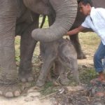 “IKA” MASIH HAMIL BERAT “Merry”, Gajah RAPP Melahirkan Bayi Jantan