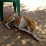 Distan Pekanbaru Akan Lakukan Pemusnahan Anjing Liar 